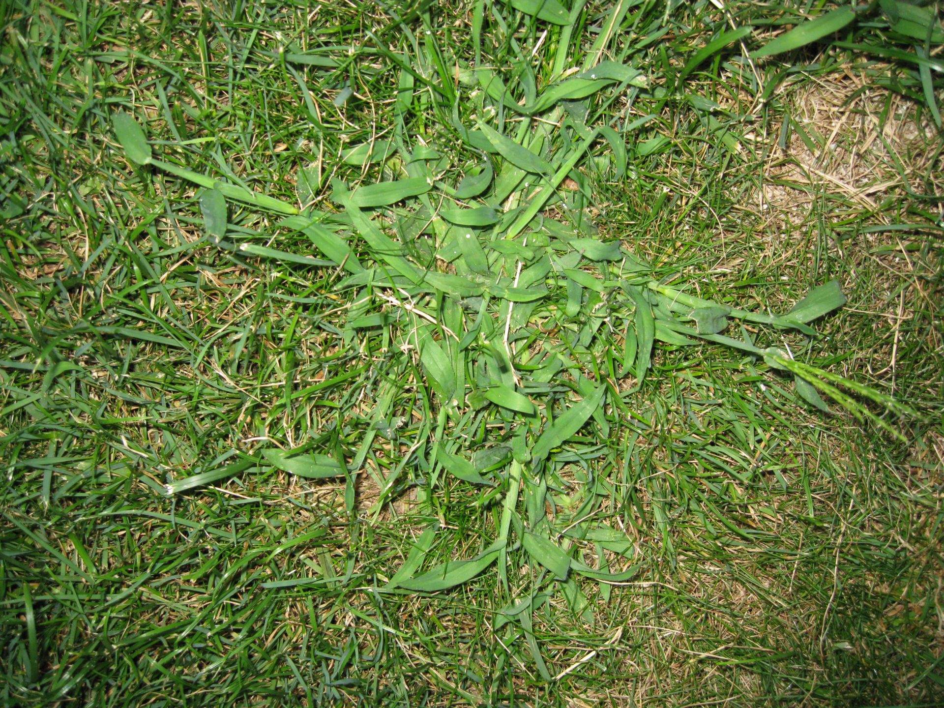 Üble Erscheinung im Rasen (Pflanzen, Garten)