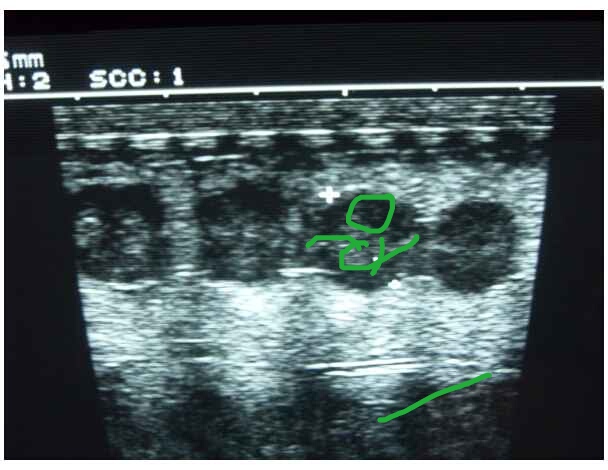 ultraschall von was tiere katze katzen