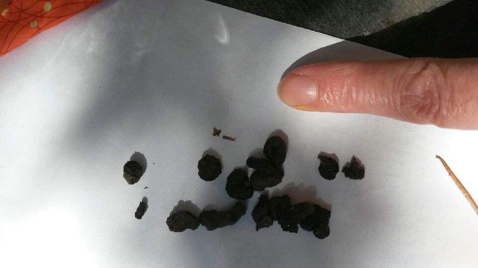 Um den Kot welchen Tieres, das wohl in einer Ecke meiner Terrasse ...