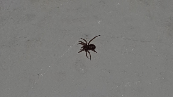 Um Was Fur Eine Art An Spinne Handelt Es Sich Hier Tiere