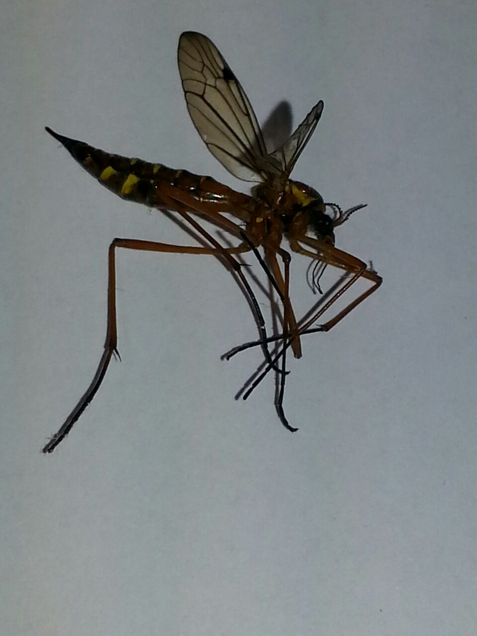 Um was für eine Art Insekt handelt es sich auf dem Foto? Es hat die