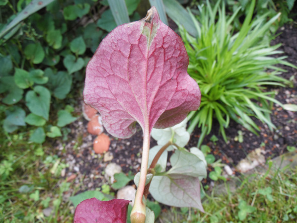 Stinke Pflanze Bild2 - (Pflanzen, Garten)