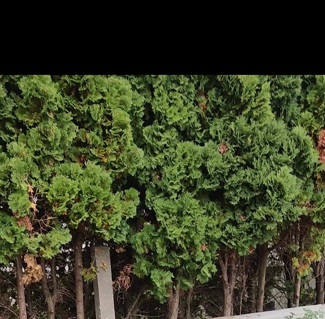 Um was für einen Baum handelt es sich? (Schädlinge)