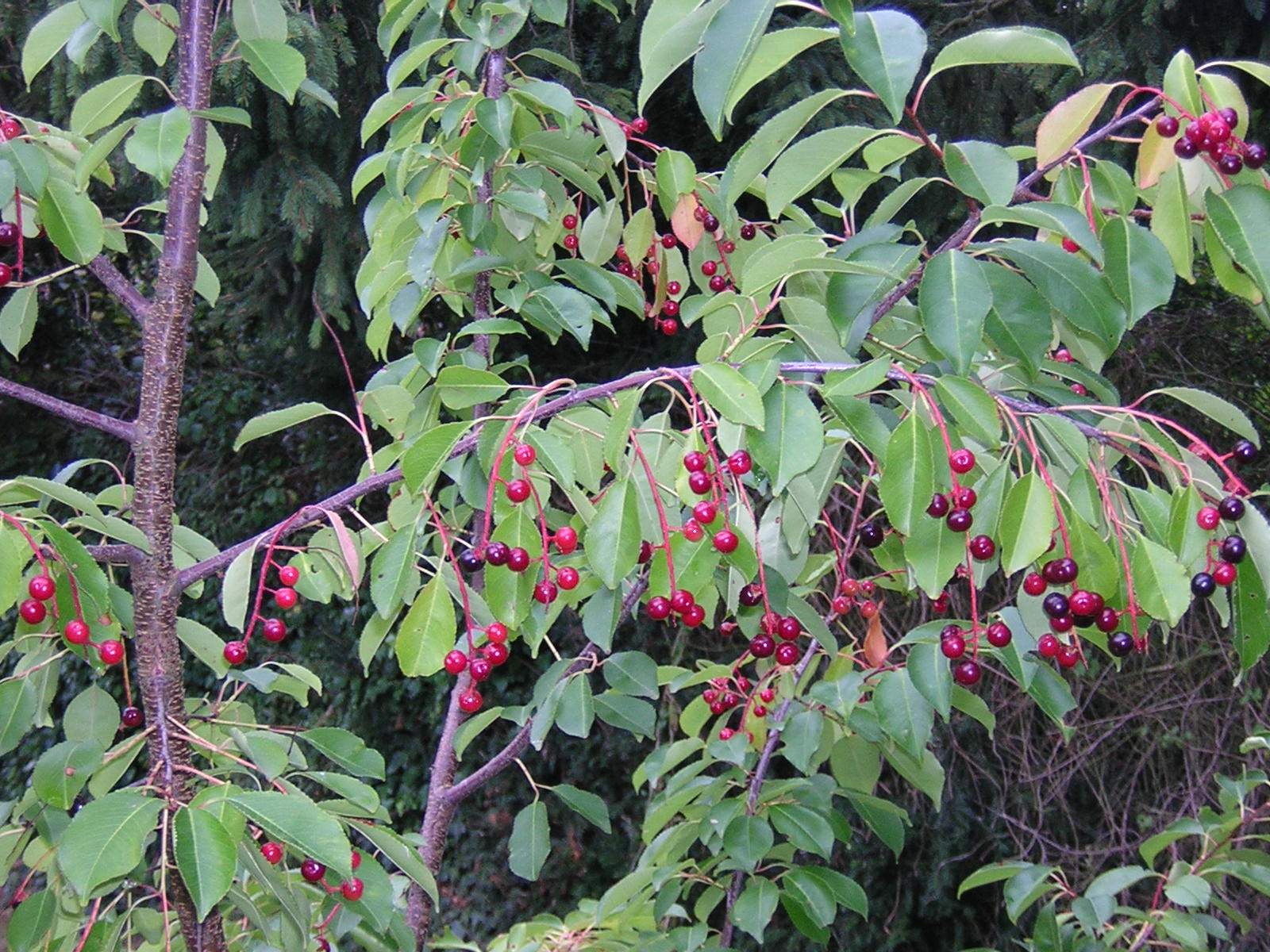 Um was für einen Baum mit Beeren handelt es sich hier? (Natur, grün, blau)