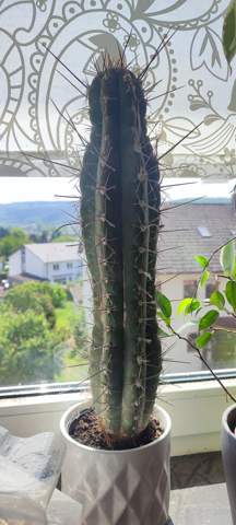 Um was für einen Kaktus handelt es sich hier?