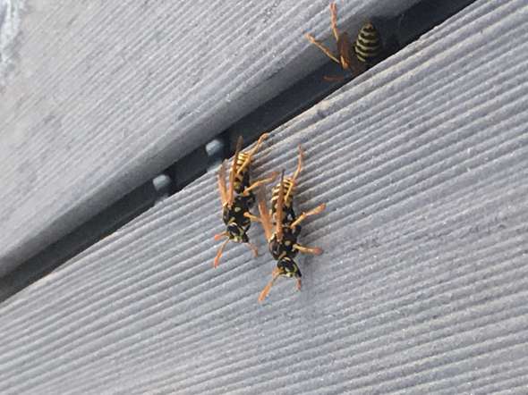 Um Was Genau Handelt Es Sich Hierbei Um Eine Wespe Oder Eine Fliegen Wespe Insekten Wespen