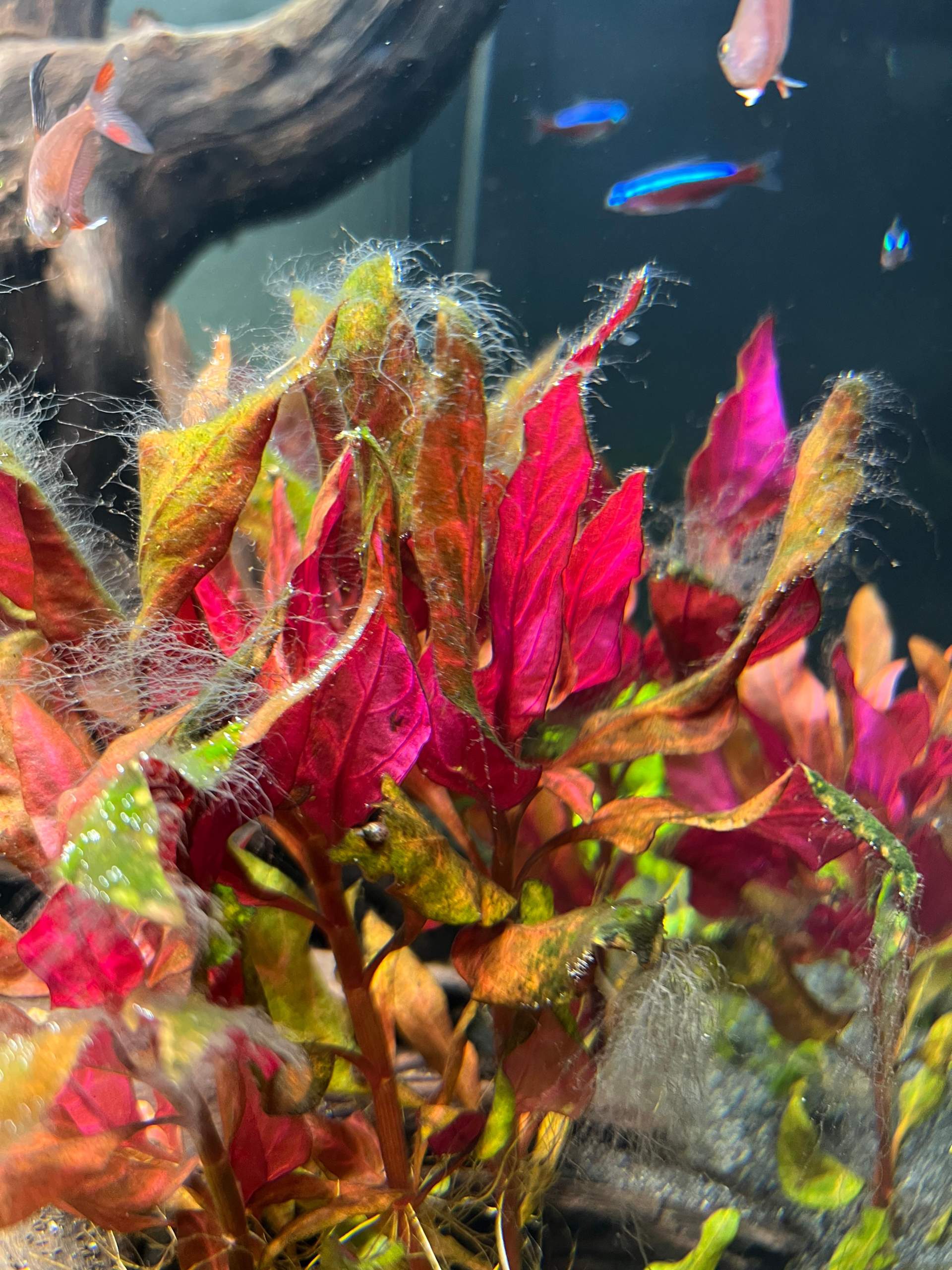 Um welche Algen handelt es sich hier? (Fische, Aquarium)