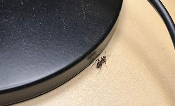 Um welche Ameisenart handelt es sich bei meinem kleinen sechbeinigen Besucher?
