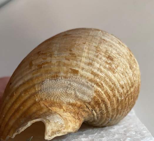 - (Biologie, Schnecken, Meerestiere)