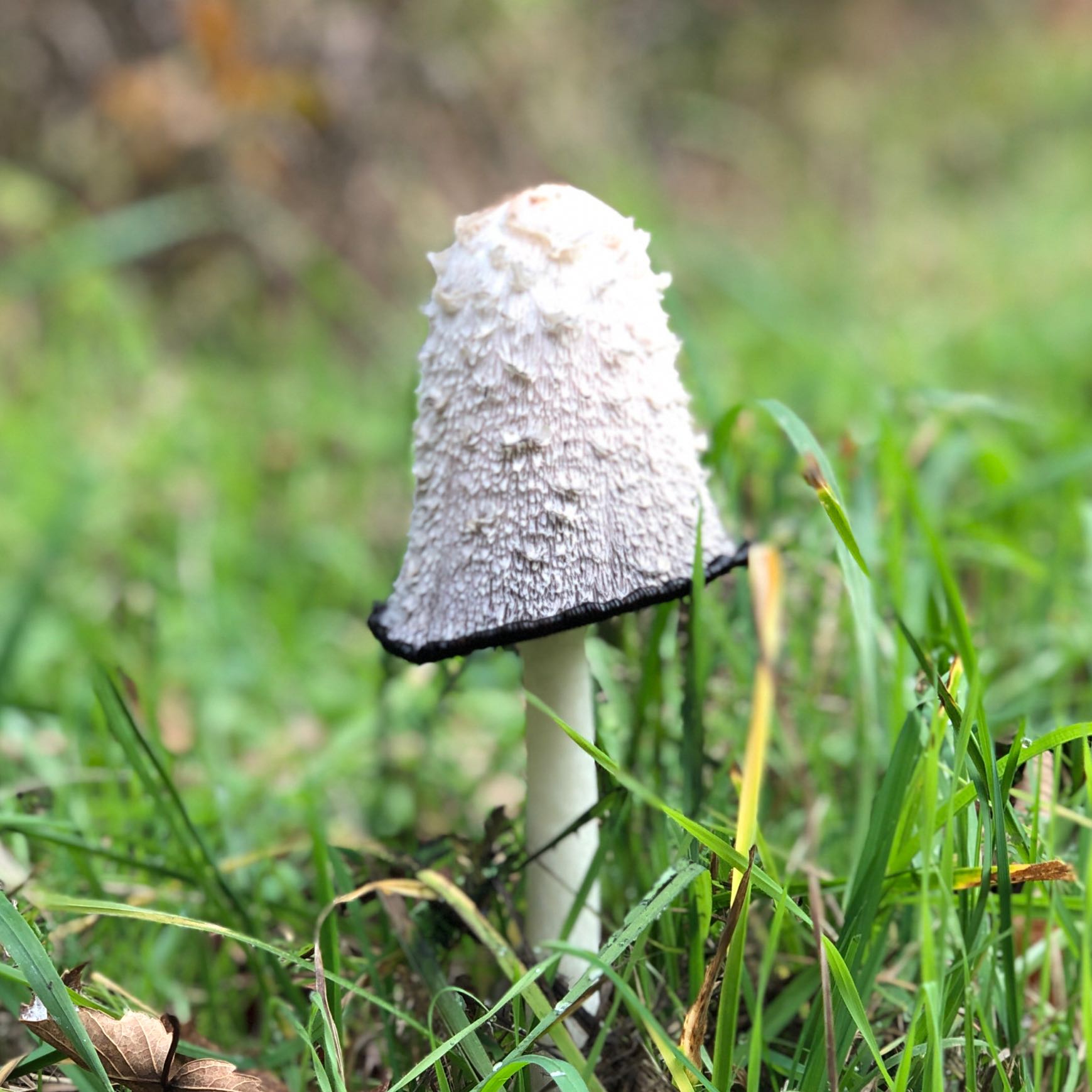 Um welche Art von Pilz handelt es sich hier? Giftig? (Wald Um welche Art von Pilz handelt es sich hier? Giftig? (Wald