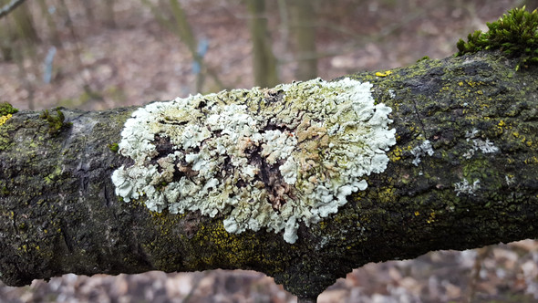 Bild 1 - (Natur, Umwelt, Baum)