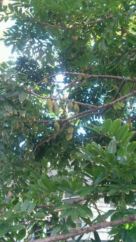 frucht am buch - (Australien, Früchte, exotische Früchte)