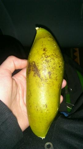 die Geschlossene frucht, ca 18 cm lang und einen durchmesser von 6 cm - (Australien, Früchte, exotische Früchte)