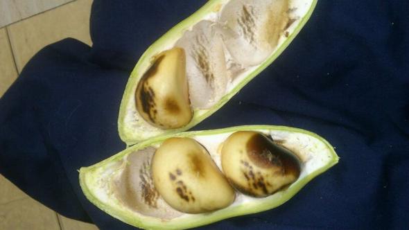 das sind die "kerne" in der frucht - (Australien, Früchte, exotische Früchte)
