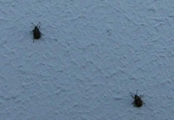 Um welche Käferchen handelt es sich hier?