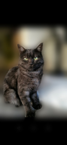 Um Welche Katzen Rasse Handelt Es Sich Bei Diesem Kater Katze