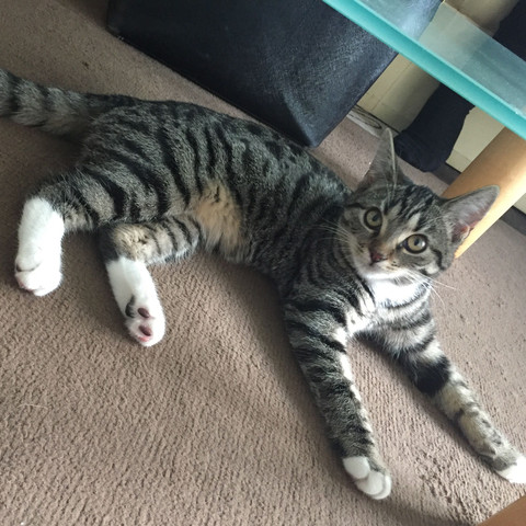 Katze - (Katze, Rasse, Bengal)
