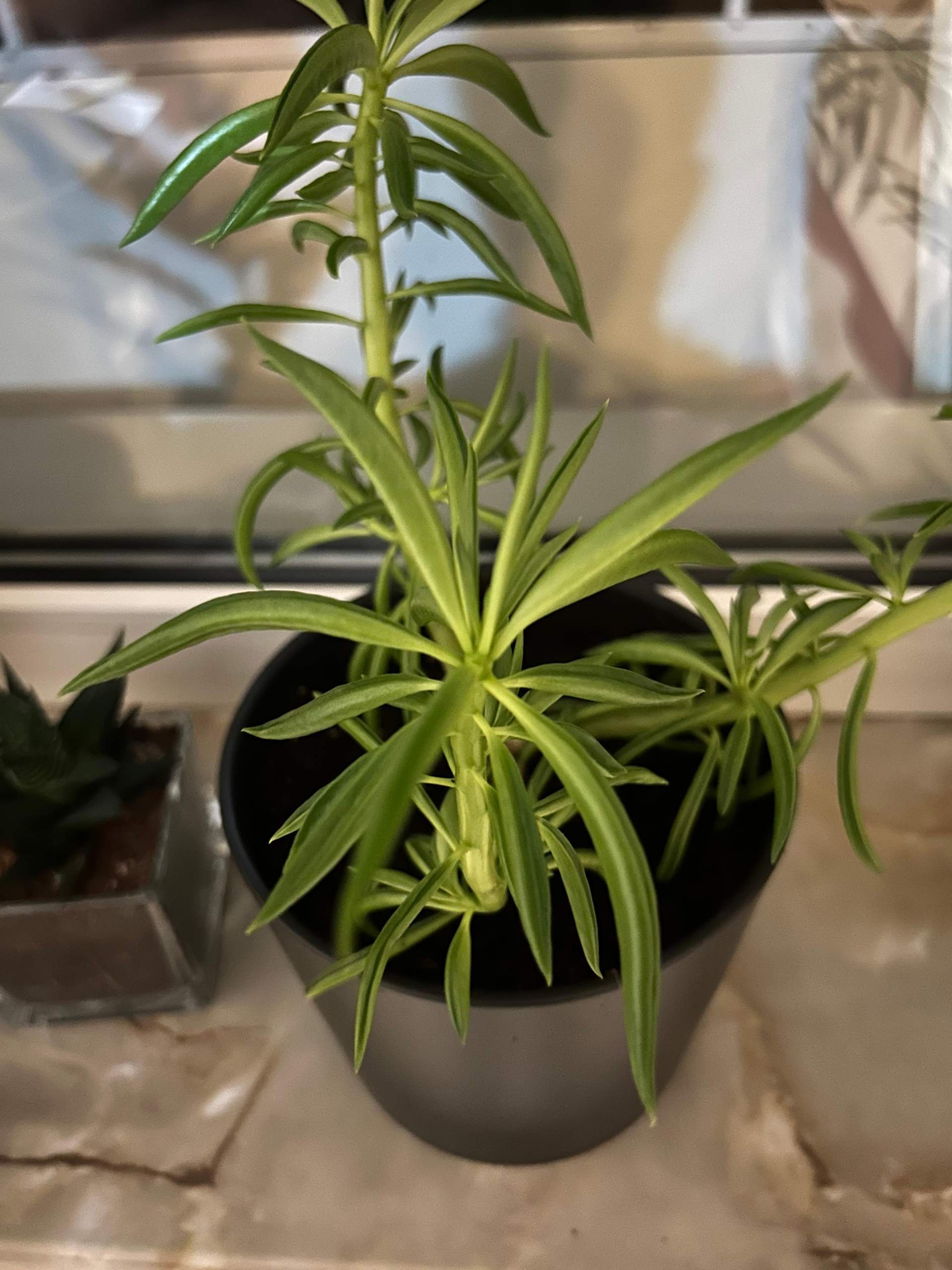 Um welche Pflanze handelt es sich? (Blumen, Pflanzenpflege, Botanik)