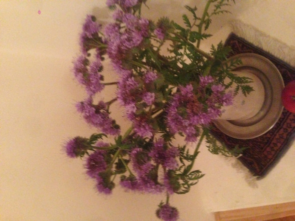 Bild 1 - (Pflanzen, Natur, Blumen)