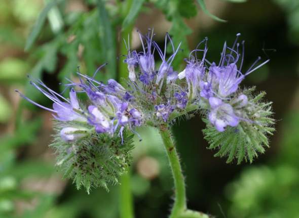 Um Welche Pflanze Welches Kraut Handelt Es Sich Hier Pflanzen Garten Krauter
