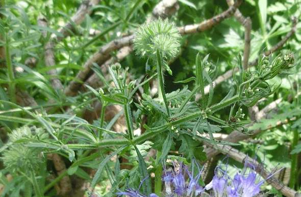 Um Welche Pflanze Welches Kraut Handelt Es Sich Hier Pflanzen Garten Krauter