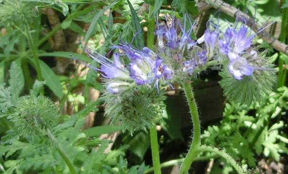 Um Welche Pflanze Welches Kraut Handelt Es Sich Hier Pflanzen Garten Krauter