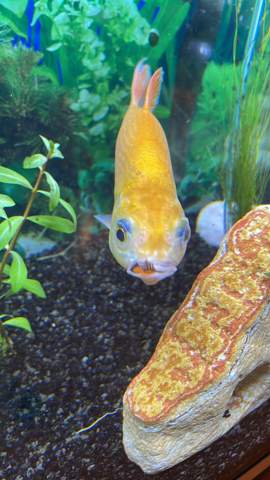 Um welche Rasse handelt es sich bei diesem Fisch?