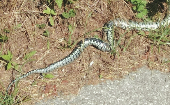 Schlange Gardasee - (Reptilien, Schlangen)