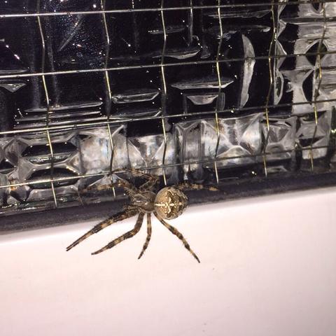 Hier ein Foto - (Gift, Art, Spinne)