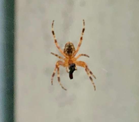 - (Tiere, Spinnen, Spinne)