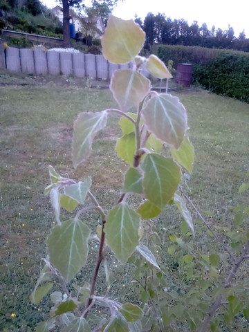 Bild2 - (Garten, Baum, Wald)