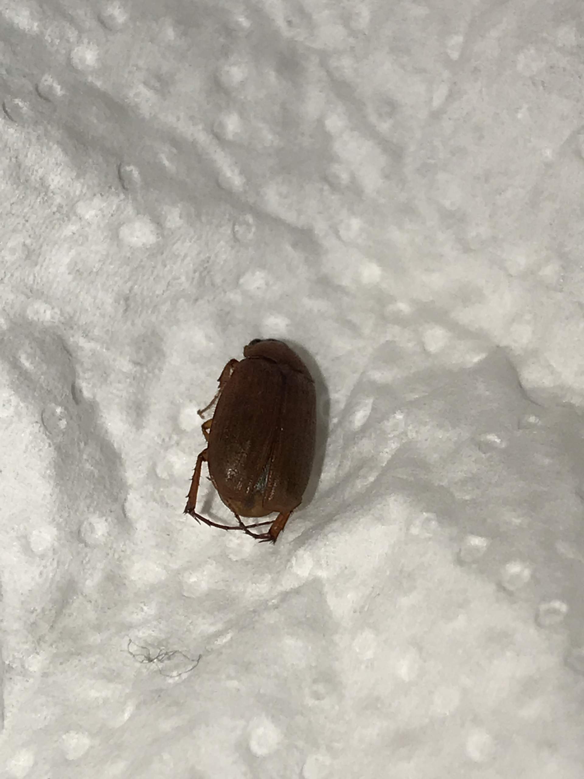 Um welchen Käfer handelt es sich evtl Pelzkäfer oder Brotkäfer