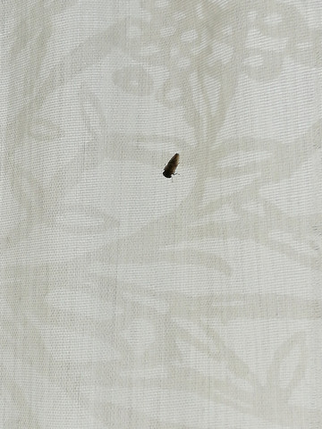 - (Natur, Insekten, Käfer)