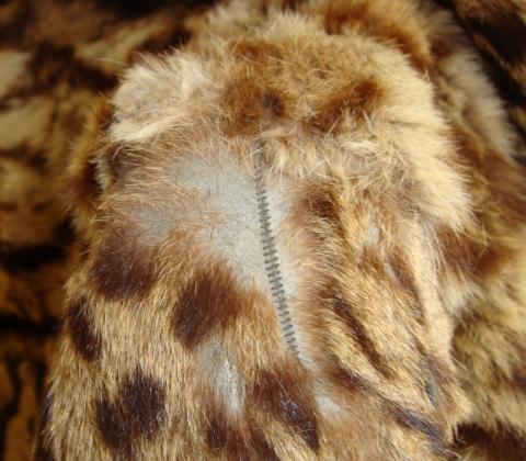 Detail Schulter - (Pelz, Leopard, Raubkatzen)