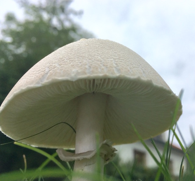 Um welchen Pilz handelt es sich auf dem Bild? (Garten