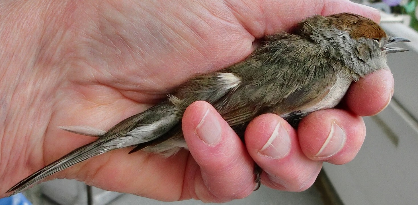 Um welchen Vogel handelt sich hier? (Vögel, Ornithologie)