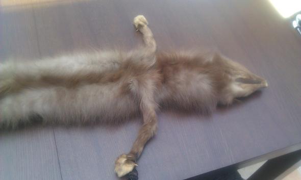 Bild4 - (verkaufen, tierfell)