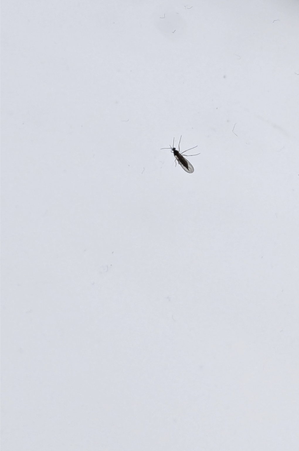Um welches Insekt handelt es sich? (Insekten, Ungeziefer)