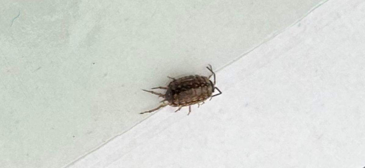 Um welches Insekt handelt es sich? (Insekten, Schädlinge, Ungeziefer)