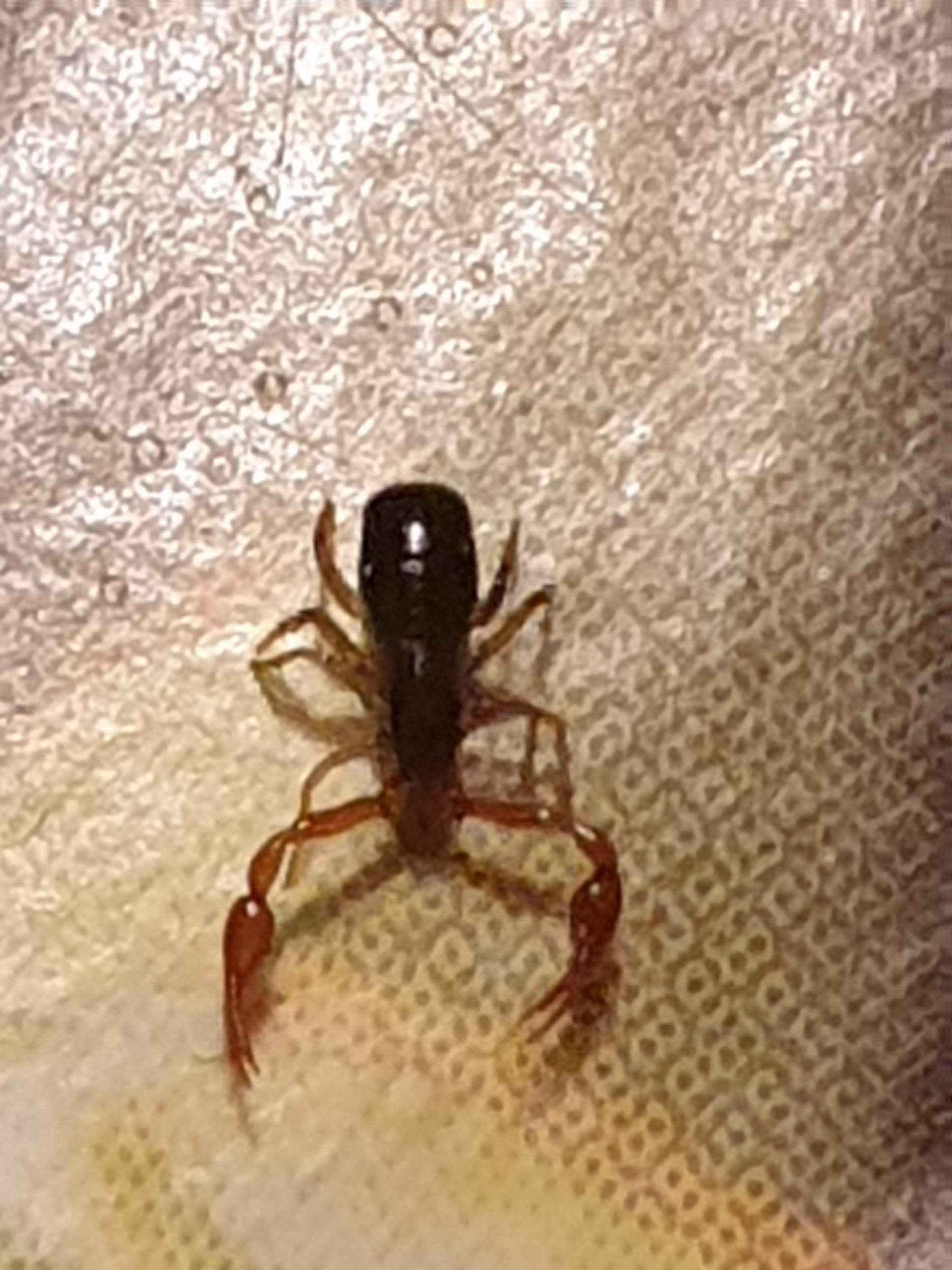 Um Welches Insekt Handelt Es Sich?-Ameise? (Tiere, Kfer, Ameisen)