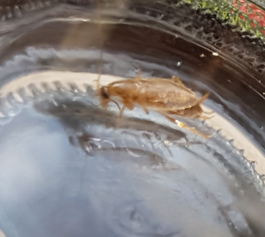 Bild 1 - (Insekten, Welches insekt)