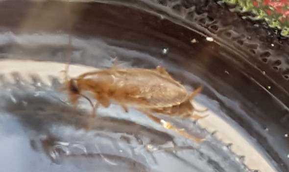 Bild 2 - (Insekten, Welches insekt)