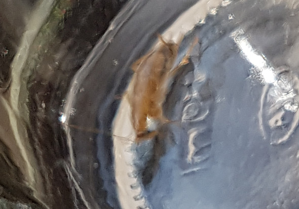 Bild 3 - (Insekten, Welches insekt)