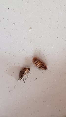 Um Welches Insekt Handelt Es Sich Links Tiere Kuche Insekten