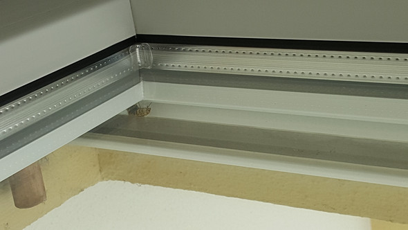 Insekt - (Insekten, Allergie, Fenster)