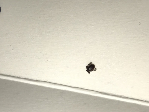 Download Zu handeln gross oder klein For Android Free