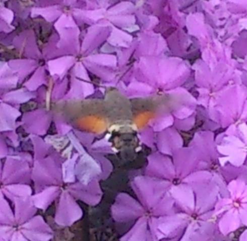Flattermann - (Tiere, Schmetterling)