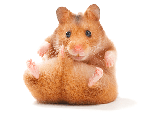 Umfrage - Welcher Hamster von denen ist am süssesten?