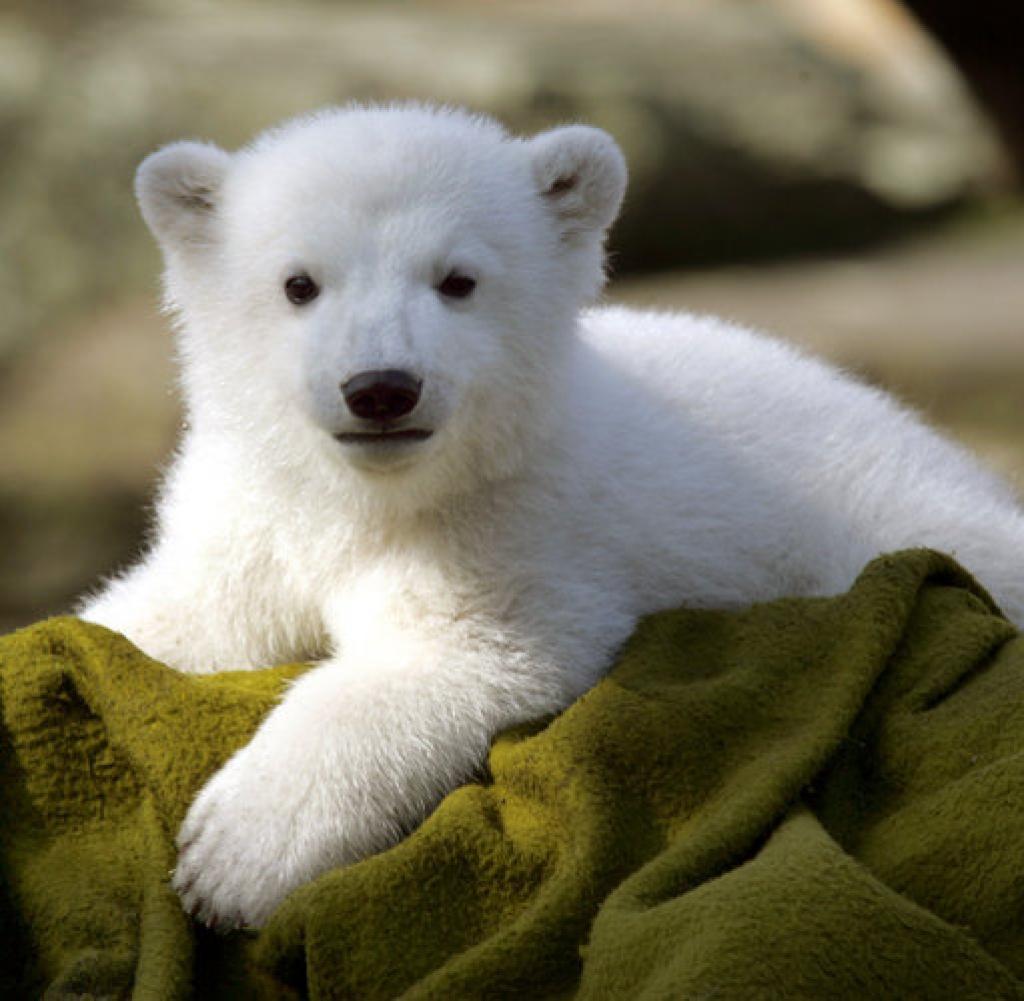 Umfrage Welches Tierbaby  findest du am niedlichsten 