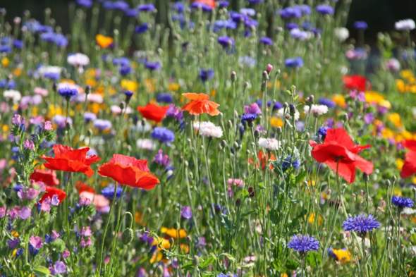 Umfrage: Natürliche Blumenwiese, englischer Rasen oder Kunstrasen?